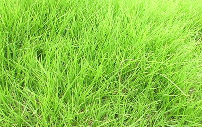 ��ƺ�ݵĻ����Π�